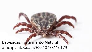 Babesiosis Causas Tratamiento Natural Babesiosis