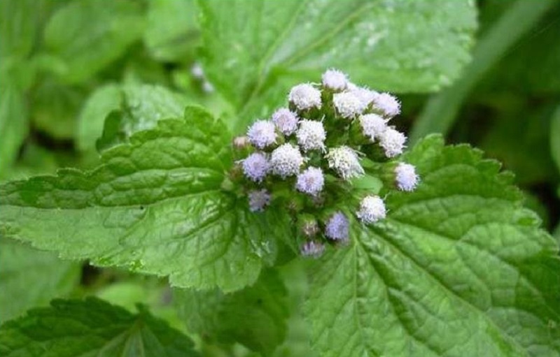 Roi des Herbes Vertus Thérapeutiques Roi de Herbes Bienfaits Traitement Naturel