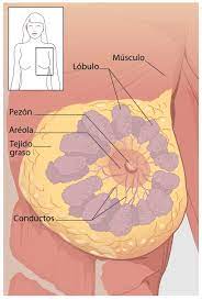 Cáncer de mama Definición Causas Factores de riesgos